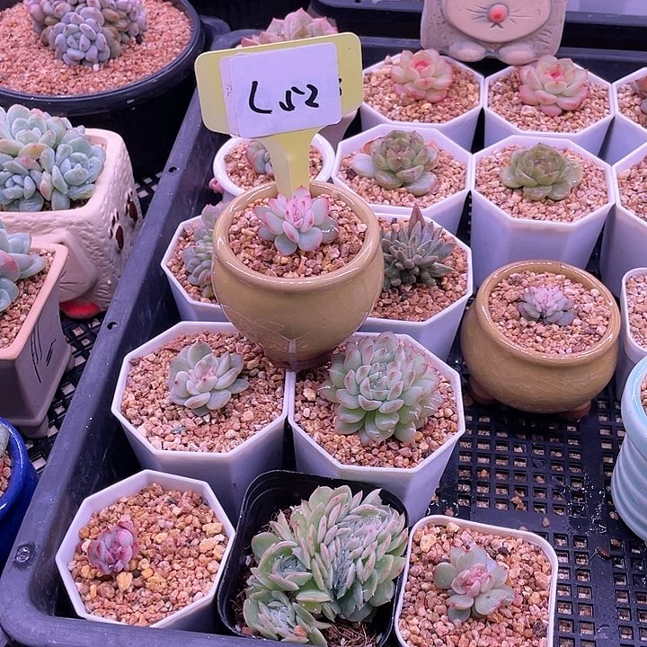 滨哥多肉L52玉笛缀化