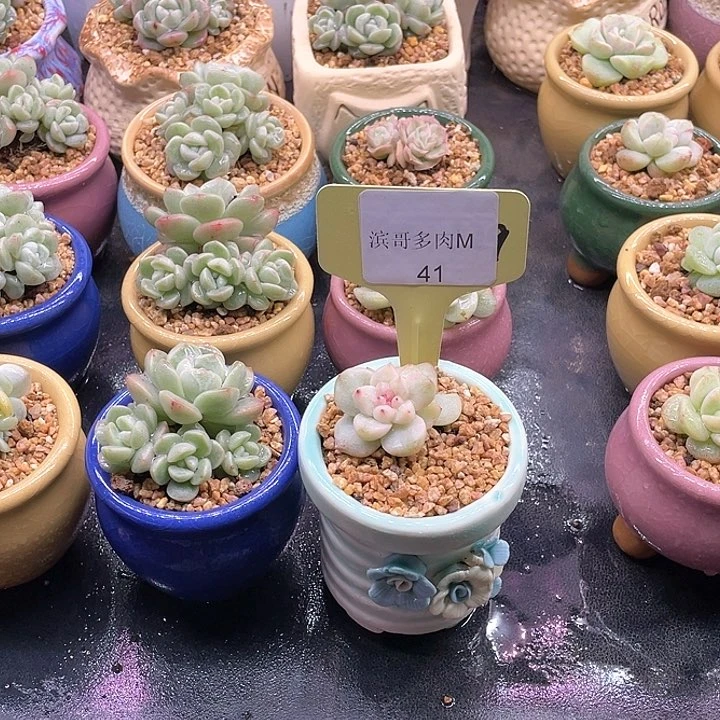 滨哥多肉M41如梦令优选白锦