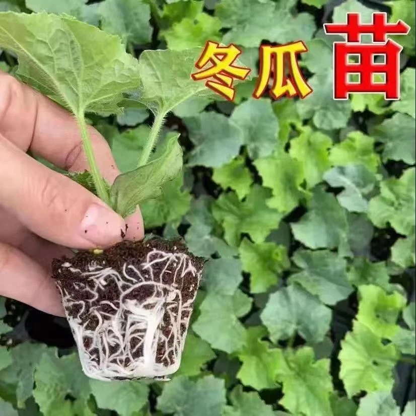 冬瓜苗绿春小冬瓜苗黑皮冬瓜苗一串铃苗阳台庭院盆栽