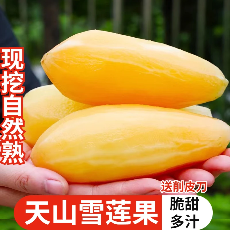 2024年云南天山雪莲果现挖脆甜多汁应季水果雪莲果水果1/3/5/9斤