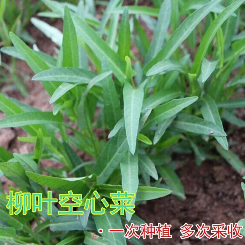 柳叶空心菜种籽四季播阳台农家田园春夏季大叶通心菜有机蔬菜种子