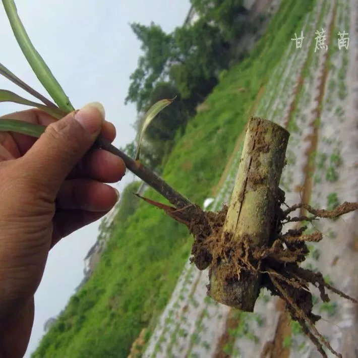 ［顺丰包邮］江西鄱阳特色青皮甘蔗种苗带土10棵