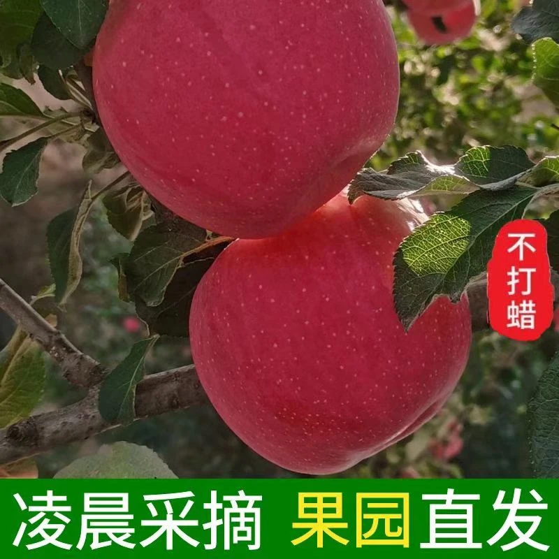 （平台补贴）沂蒙山红富士苹果大果很甜嘎嘎甜