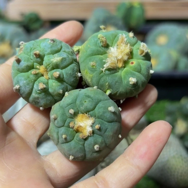 小花匠大梦想脱土发货661