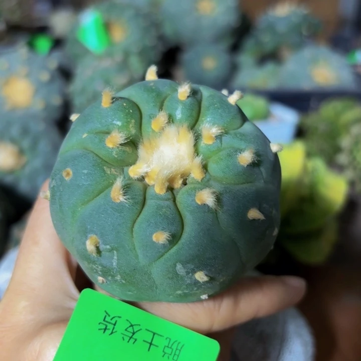 小花匠大梦想脱土发货266