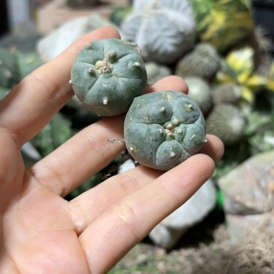 快****蛙小花匠大梦想脱土发货205