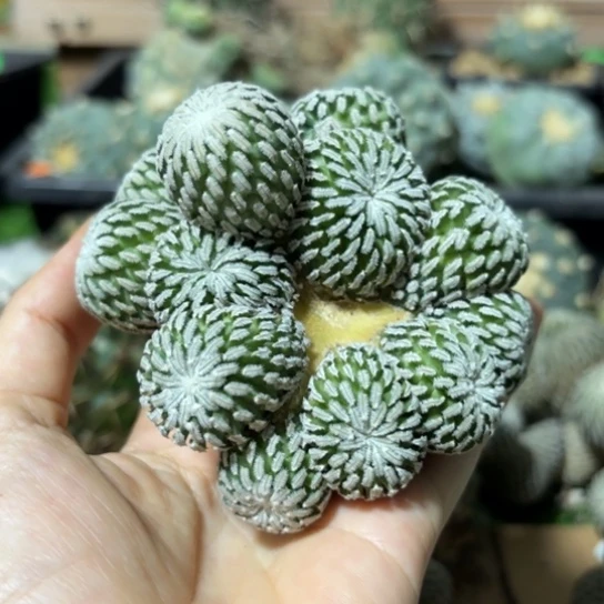 ?****呢无根9.4厘米左右348