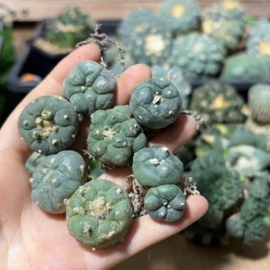 自根海鲜微瑕疵7个一组460