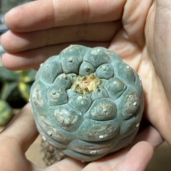 小花匠大梦想脱土发货158