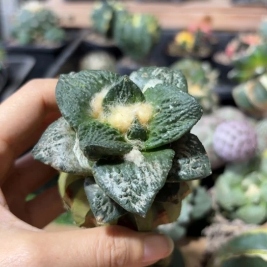 用****意小花匠大梦想脱土发无根437