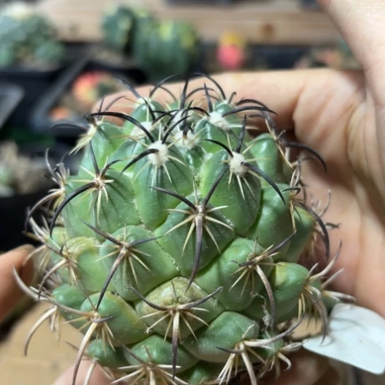 自根7.5厘米左右钢钉288