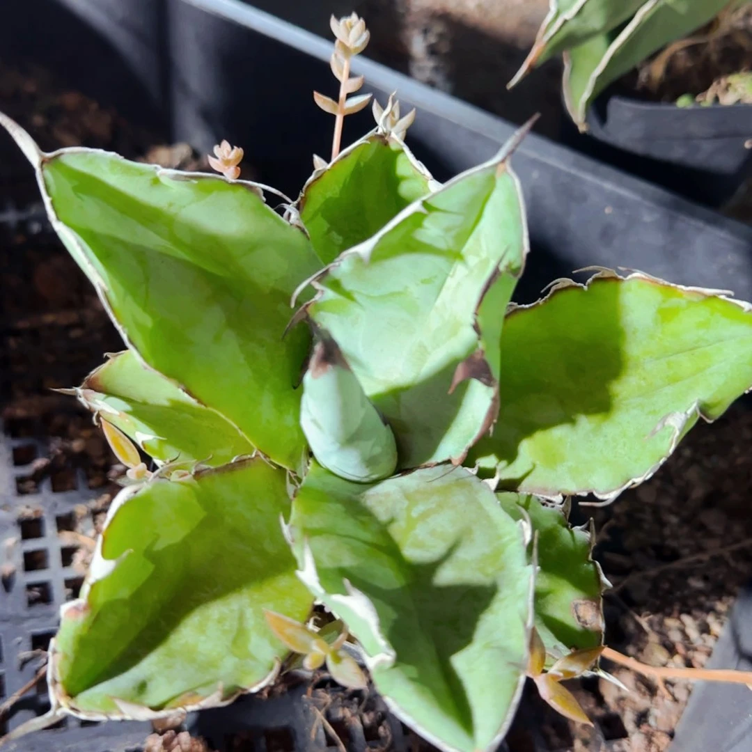 小花匠大梦想脱土发货637