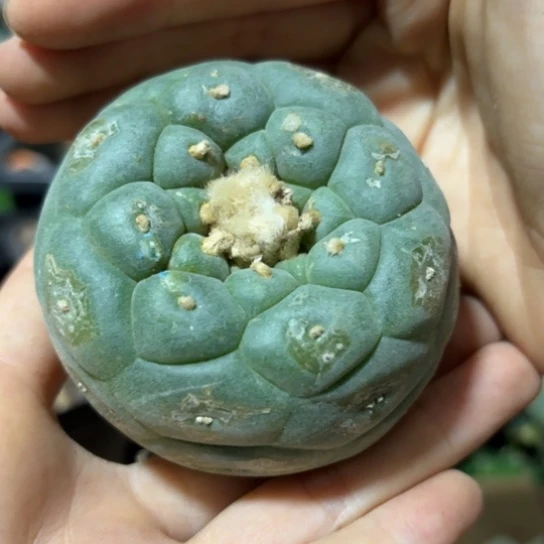 小花匠大梦想脱土发货468