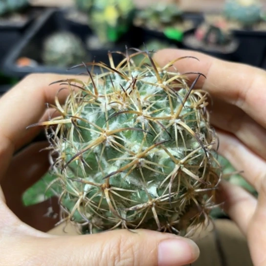 无根有根芽钢钉瑕疵308