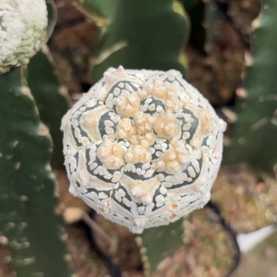 淘***明小花匠大梦想脱土发货v1