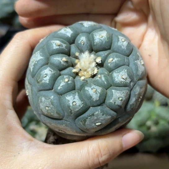 小花匠大梦想脱土发货491