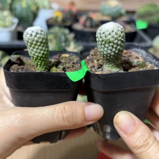 实生蔷薇丸脱土发一个1.5厘米一个2厘米左右2个574