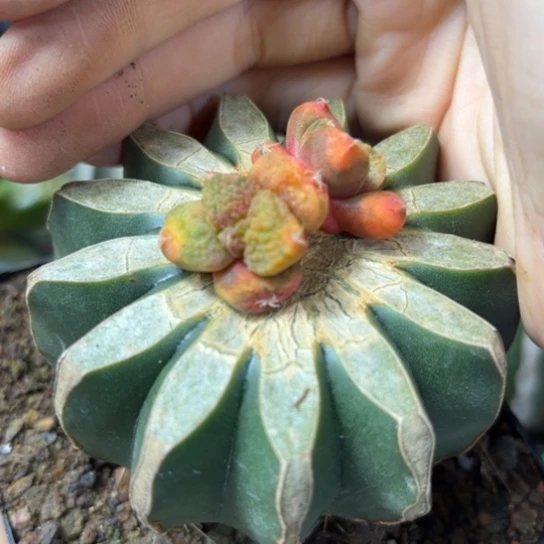 小花匠大梦想脱土发货888