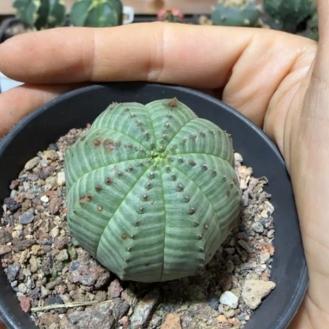 瑕疵布纹球3.7厘米左右677