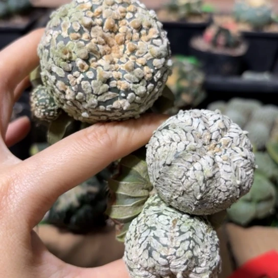 小花匠大梦想脱土发货420