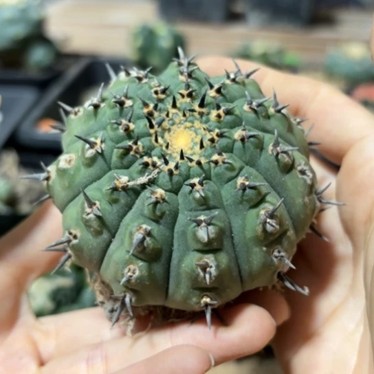 小花匠大梦想脱土发货260