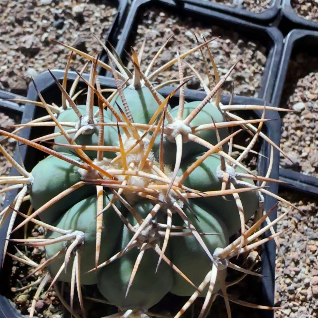 小花匠大梦想脱土发货平丸