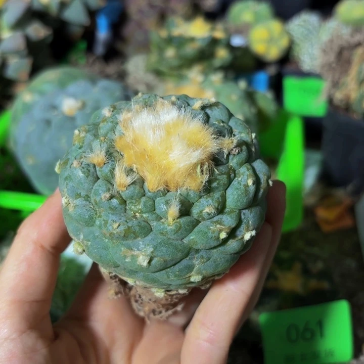 刘*刚小花匠大梦想脱土发货94