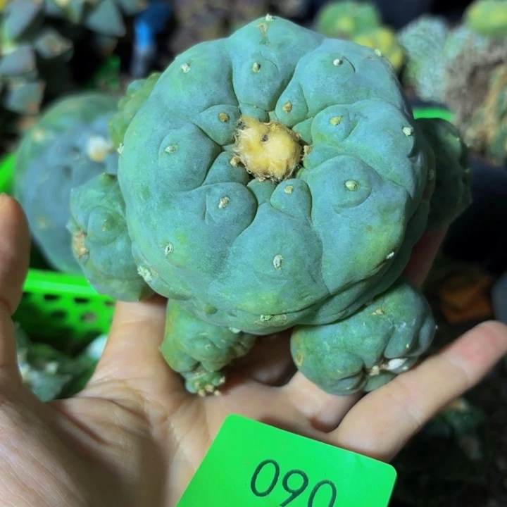 皮*丘小花匠大梦想脱土发货90