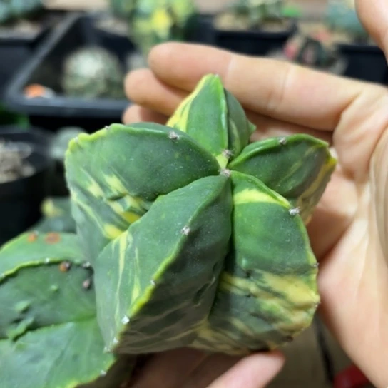 小花匠大梦想脱土发货549