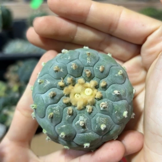 少根小花匠大梦想脱土发货451