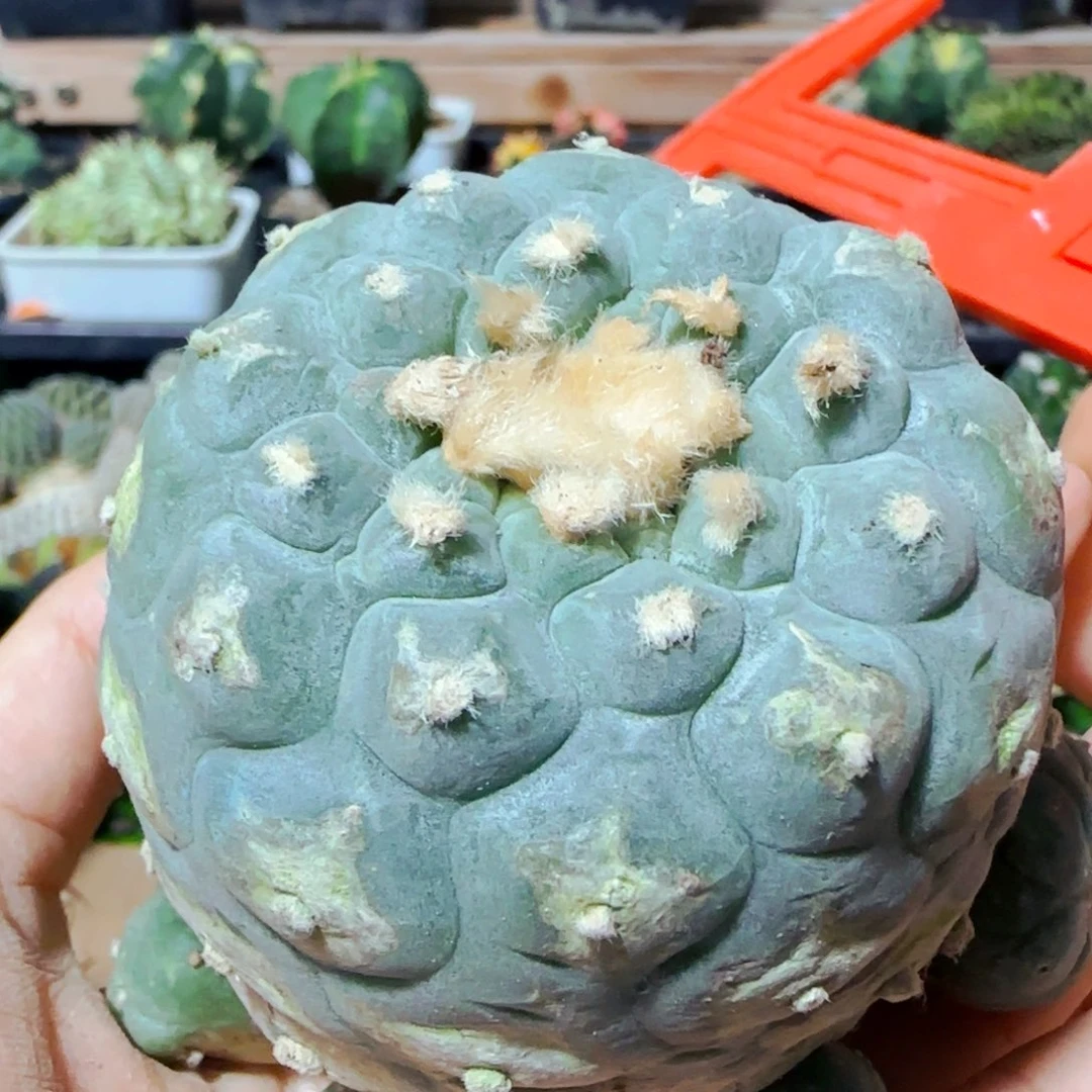 小花匠大梦想脱土发货635