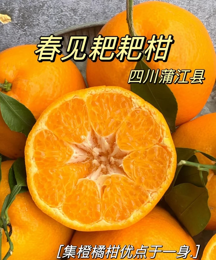 正宗四川春见耙耙柑新鲜时令水果，无籽，易剥皮，入口化渣5-5.5斤
