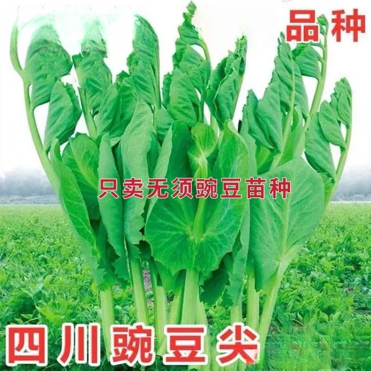 豌豆苗种子无须豌豆尖种籽豌豆种豆苗青菜芽苗菜四季农家蔬菜菜孑