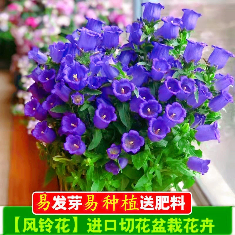 花卉盆栽风铃草种子耐寒耐热阳台庭院观赏植物花卉种花草种子