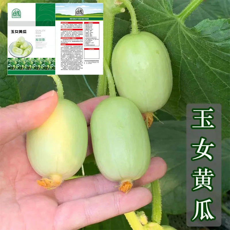 无刺小黄瓜种籽水果黄瓜苗迷你玉女黄瓜种子阳台盆栽庭院蔬菜四季