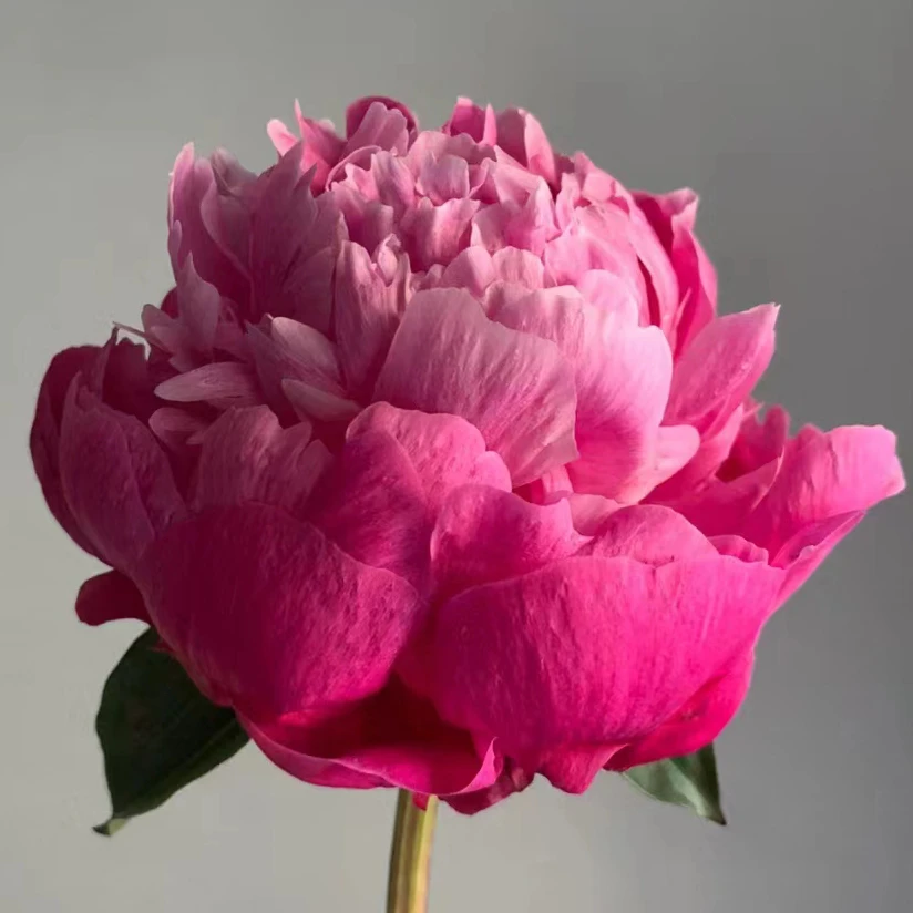 【红莎拉】裸根芍药包对版-庭院阳台花卉重瓣大花粉红色