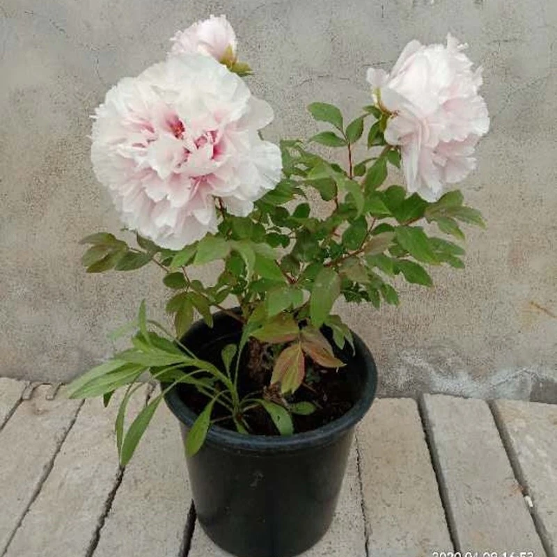 【雪映桃花】3加仑中号盆— 3年苗以上（粉色）盆栽牡丹