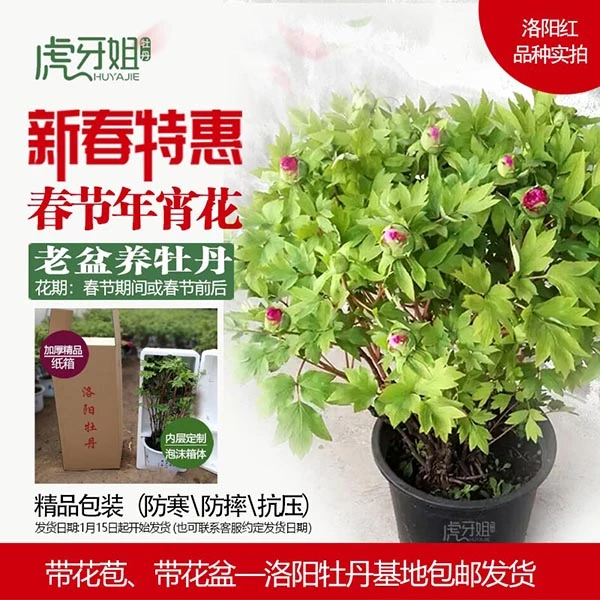 清棚特惠-老盆年宵花【洛阳红】牡丹春节期间开花