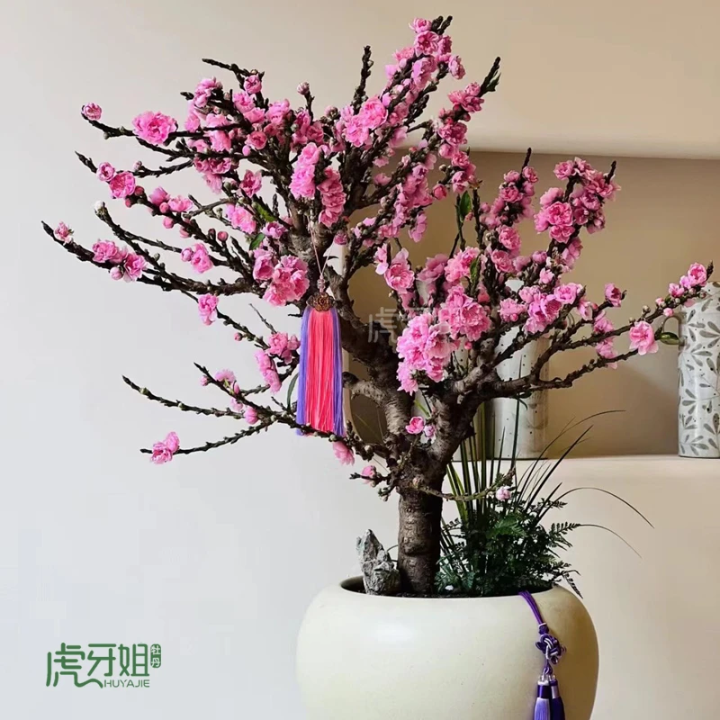 中华寿星桃老桩桃花树 盆景蟠桃 带花盆春节年宵花或春天开花