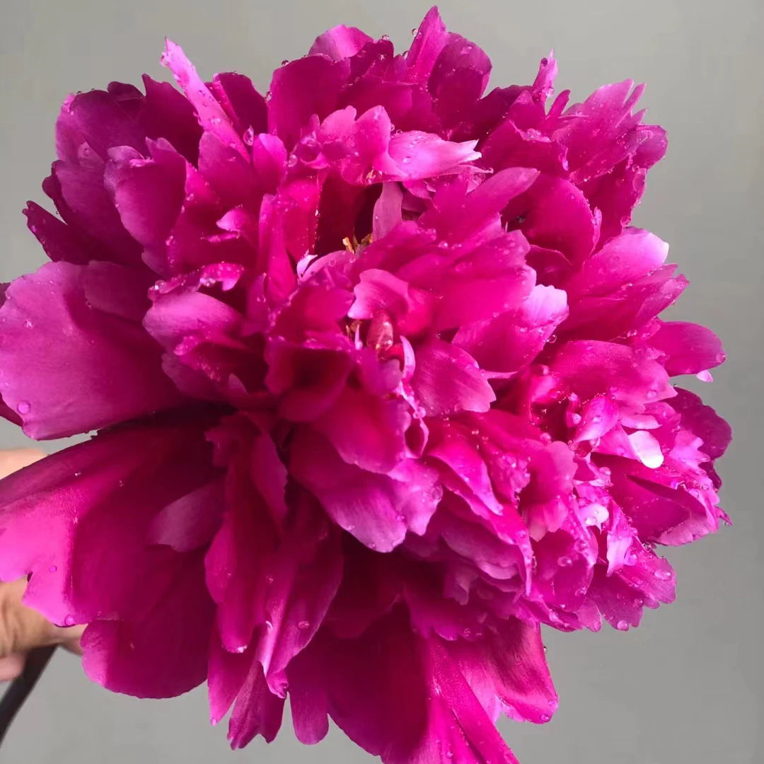 【紫凤朝阳】裸根重瓣芍药庭院阳台地栽盆栽耐寒观赏草本春季开花