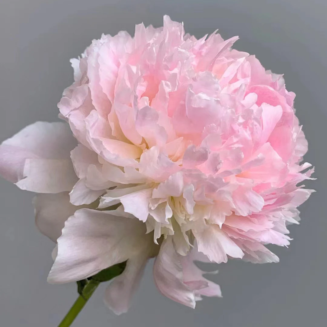 【雪纺冻糕】3加仑盆栽重瓣芍药原盆原土庭院阳台地栽