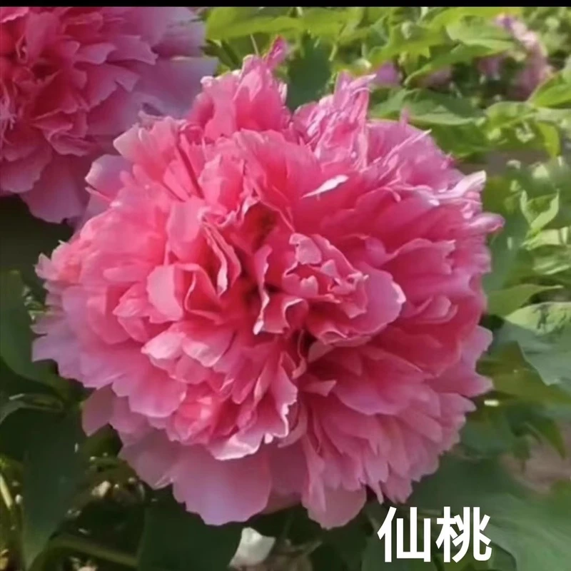 【仙桃】6加仑大盆— 6年苗以上（桃红色）国内品种盆栽牡丹