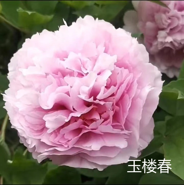 【玉楼春】6加仑大盆— 6年苗以上（粉紫色）国内品种盆栽牡丹