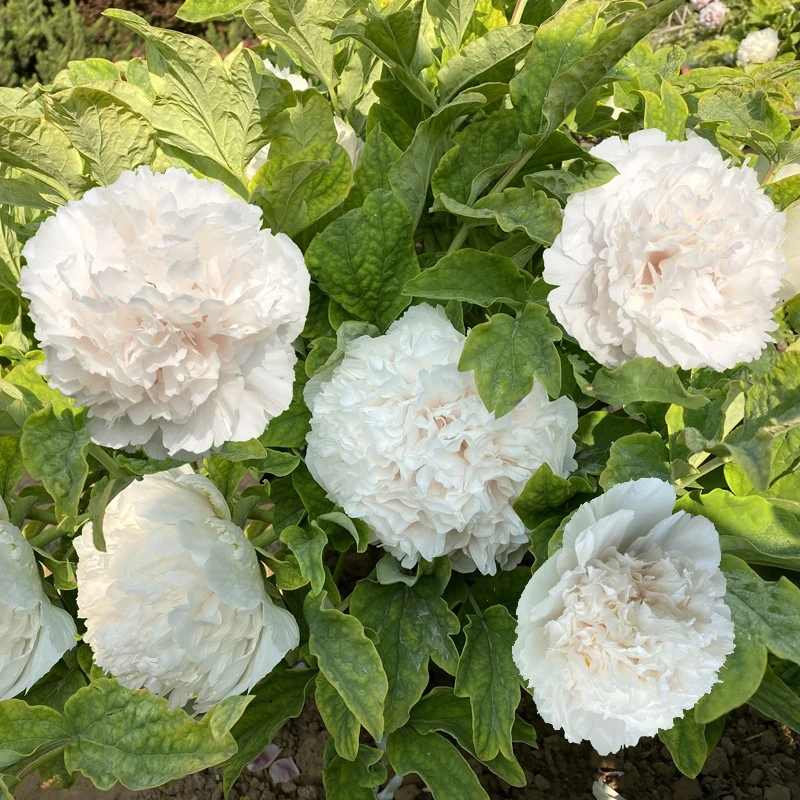 【白雪塔】裸根重瓣牡丹庭院阳台地栽盆栽耐寒观赏木本趣味春季开花