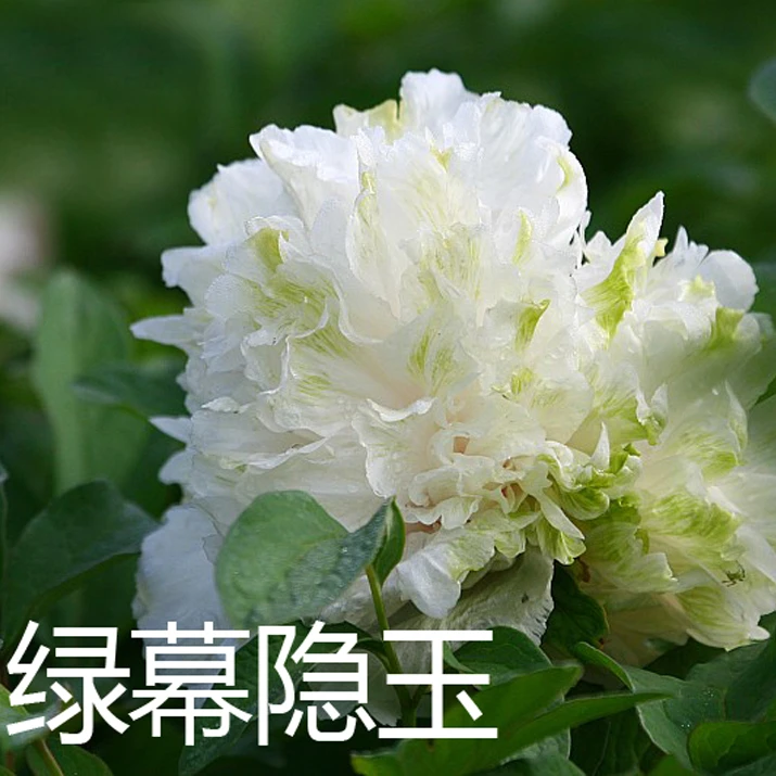 【绿幕隐玉】裸根牡丹包对版-庭院阳台花卉绿色重瓣大花