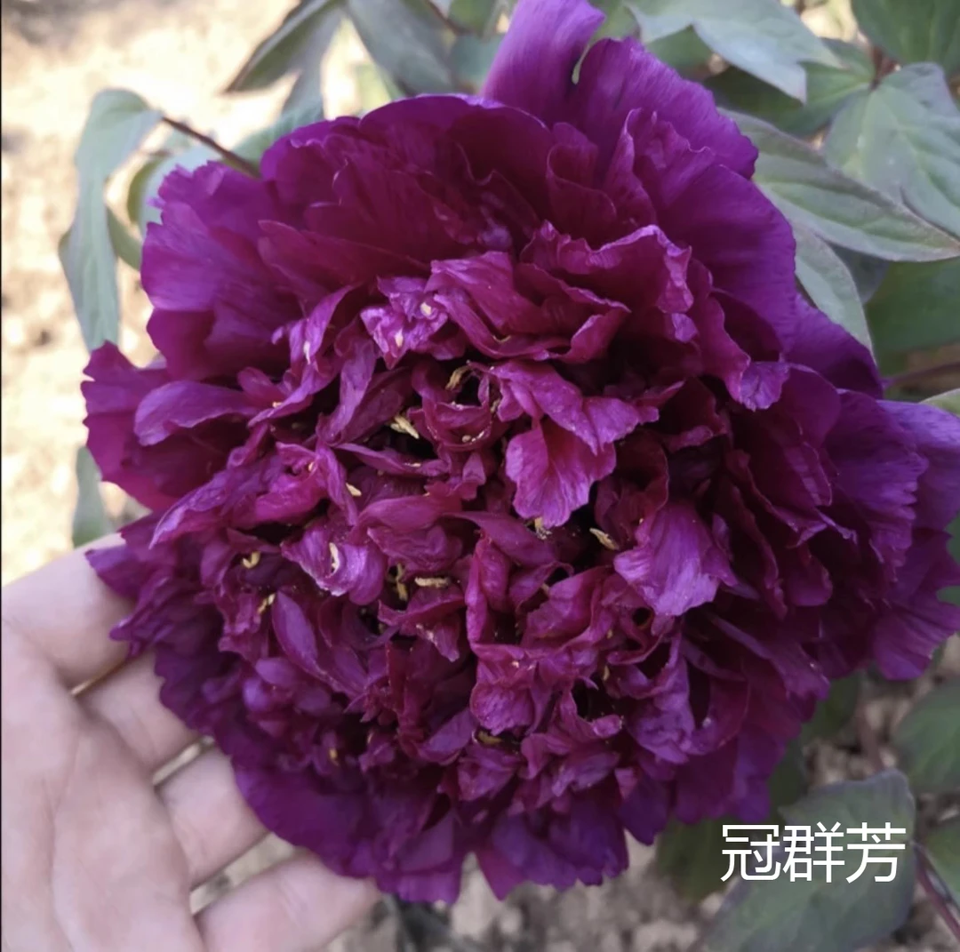 【冠群芳】6加仑大盆— 6年苗以上（深紫）国内品种盆栽牡丹