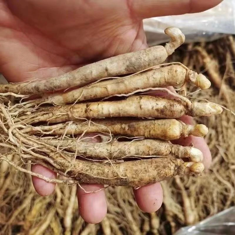 长白山人参发货煲汤泡酒泡酒人参人参(坏了包赔)