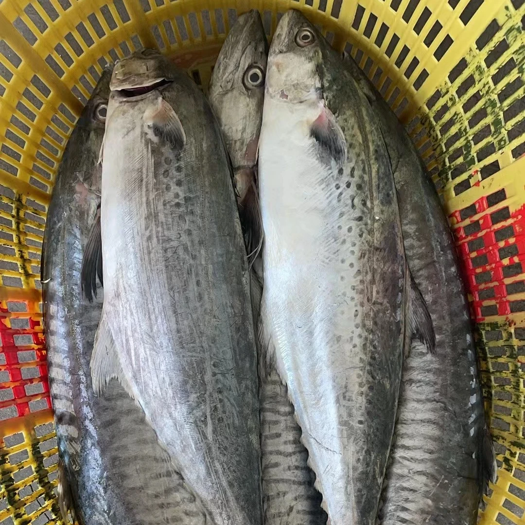 电白妹推荐新鲜蓝点白腹马鲛鱼博贺港深海捕捞南海野生海鱼整条鱼