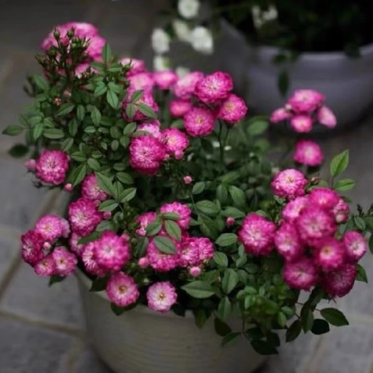 超微月季紫红微月多季节开花多头勤花矮型盆栽月季