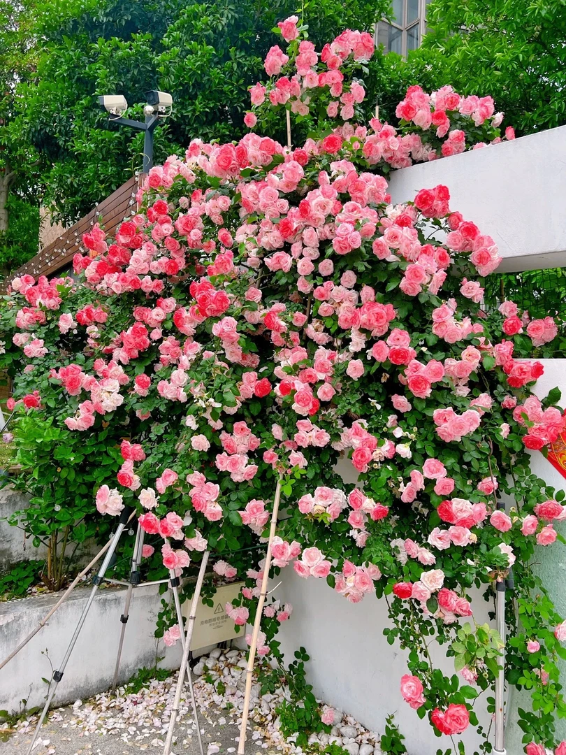 三棵藤本樱霞月季多季开多头生长快抗病爬藤蔷薇花耐寒耐热